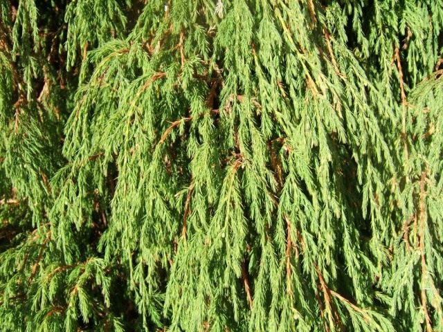 Можжевельник повислый, или Можжевельник отогнутый (Juniperus recurva)