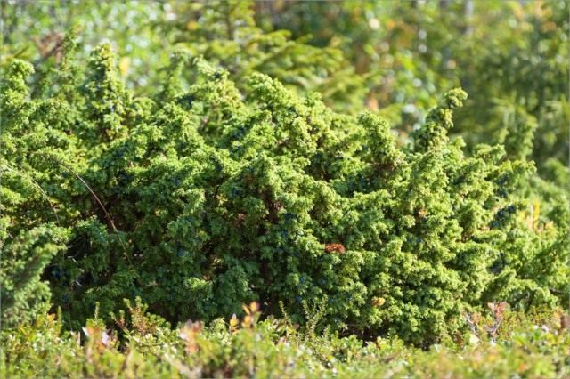 Можжевельник обыкновенный (Juniperus communis var. saxatilis) ранее выделяли как самостоятельный вид — Можжевельник сибирский (Juniperus sibirica)