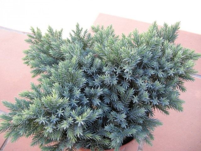 Можжевельник чешуйчатый (Juniperus squamata)