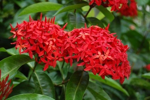 Иксора (Ixora)