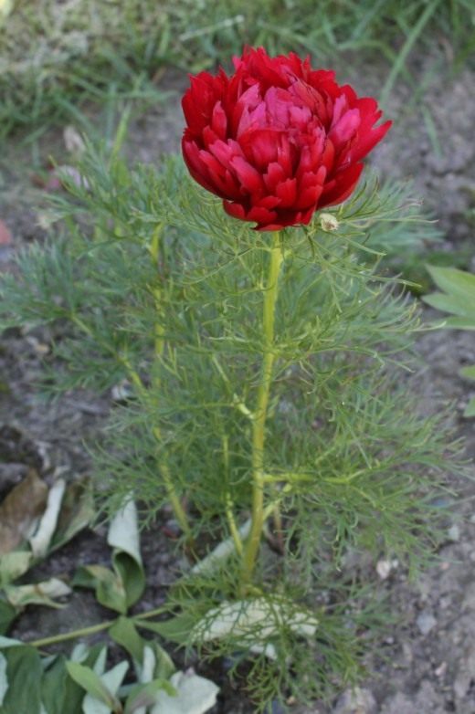 Пион узколистный (Paeonia tenuifolia)