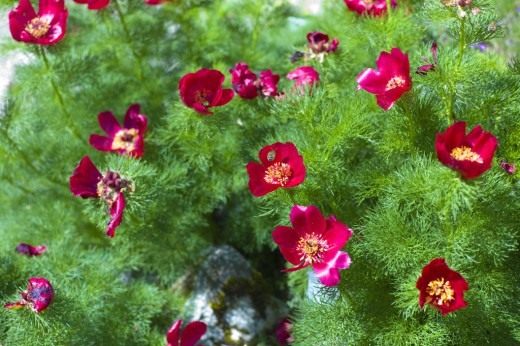 Пион узколистный (Paeonia tenuifolia)