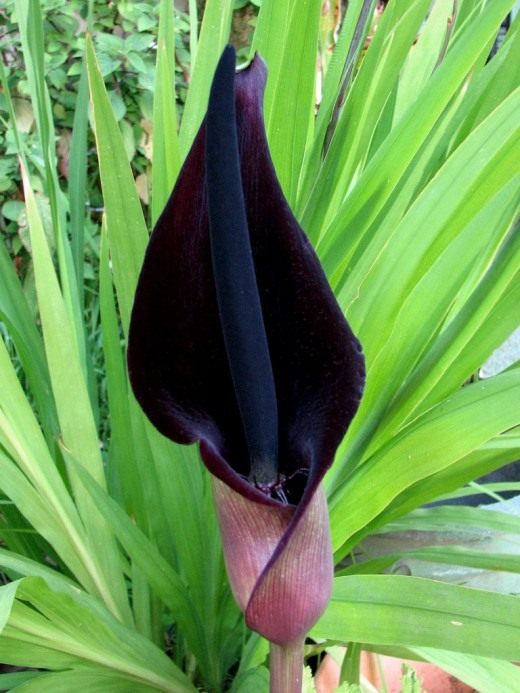 This plant is known by various names - Black Calla (not to be confused with new 'black' hybrids of Zantedeschia), Solomon's Lily, Priest's Hood, Palestine Arum. I've been growing this plant for about 40 years - it was one of the first 'oddities' I acquired when my interest in botany first developed. At that time, it was very rare in California and not known at all in the nursery trade. I appreciated that it was marvelously adapted to my local climate (mediterranean), which I ultimately learned made perfect sense as its coastal Israeli, Syrian, Lebanon homeland is classified similarly. I love when the flowers first open - this I caught on the very first morning. The interior of the spathe (the leaf-like bract surrounding the floral spike or spadix) is very dark and velvety, almost impossibly so. Already flies and other bugs were swarming at it, attracted by the rich smell of something dead (this lasts only the first day), becoming trapped in the interior just below the hairs which you can just see where the spathe wraps together at the base of the flower. The flower changes very quickly, the spathe fading to a dingy, washed out puce (deep royal red), falling back leaving the spadix standing alone. The lush, deep green leaves are mere history at this point, already shriveling up, abandoning the flower to carry on alone. Eventually, the club-like fruiting spike will remain, carrying it seeds for germination with the fall rains. This plant caused me some trouble in the distant past. As a teen, I managed to get a job at a local plant nursery. it was exciting to have the opportunity to learn so much from that environment, but I already had amassed various quirky facts about odd and unusual plants, one of them being this rare arum. A customer walked in and asked me about a story she'd heard of a 'Black Calla'. I informed her that while this plant was not available commercially, there was a woman in town who'd be happy to share a few bulbs with her (my source of the plant). So impressed with my service, she went straight to my boss, a degree-holding nurseryman of many years. He'd never heard of this species and thought I was making up stories to impress customers. When he confronted me and I pointed out his error using one of his own horticultural reference books, well, you can probably guess how long I lasted under his employ . . .