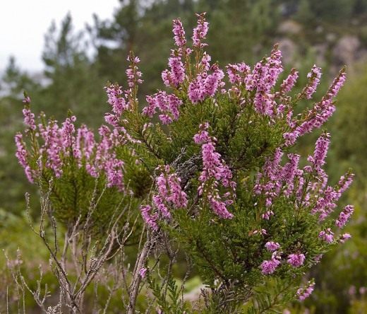 Вереск обыкновенный (Calluna vulgaris)