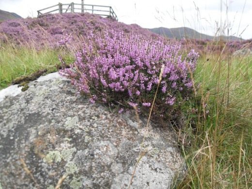 Вереск обыкновенный (Calluna vulgaris)