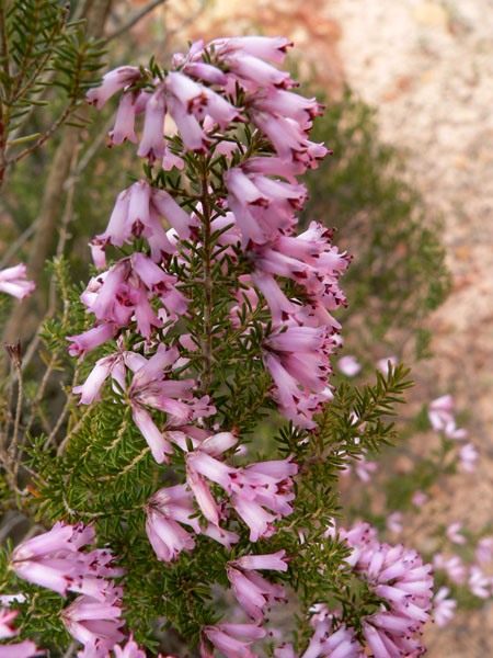 Вереск обыкновенный (Calluna vulgaris)