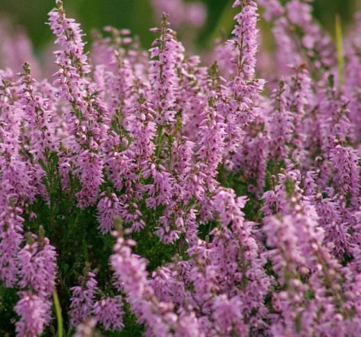 Вереск обыкновенный (Calluna vulgaris)