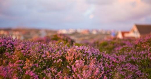 Вереск обыкновенный (Calluna vulgaris)