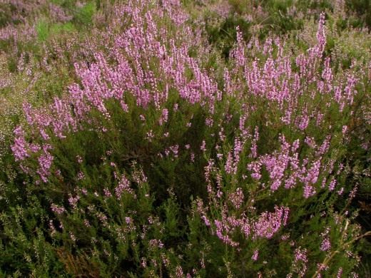 Вереск обыкновенный (Calluna vulgaris)