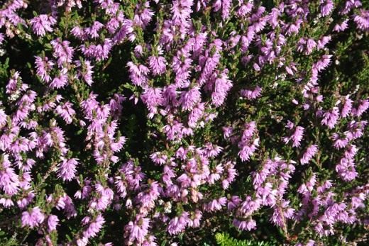 Вереск обыкновенный (Calluna vulgaris)