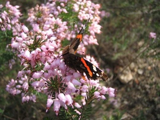 Вереск обыкновенный (Calluna vulgaris)