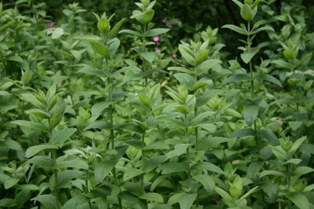 Мята длиннолистная (Mentha longifolia)