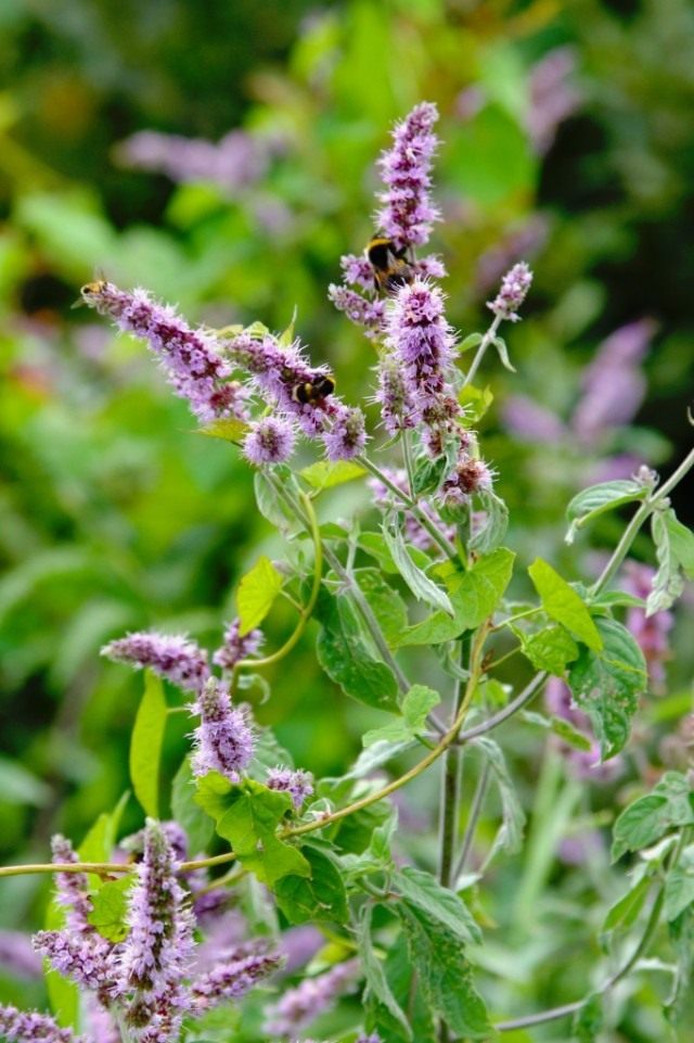 Мята длиннолистная (Mentha longifolia)