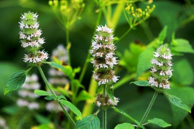 Мята перечная (Mentha piperita)