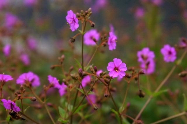 Мирабилис гималайский (Mirabilis himalaicus), ныне Оксибафус гималайский (Oxybaphus himalaicus)