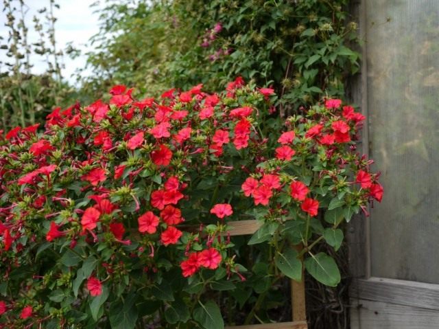 Мирабилис ялапа, или ночная красавица (Mirabilis jalapa)