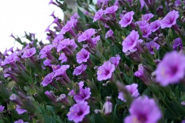 Мирабилис многоцветковый (Mirabilis multiflora)