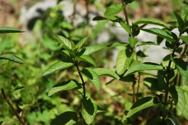 Мята перечная (Mentha piperita)