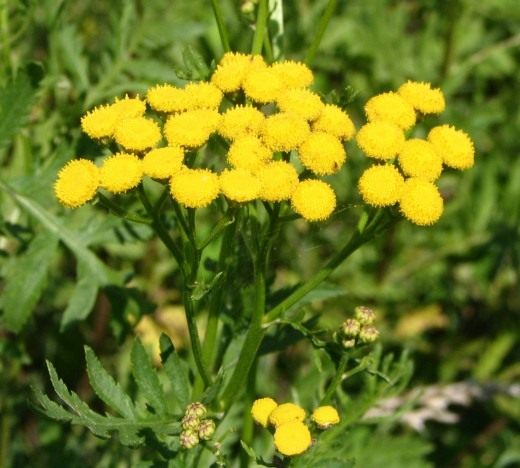 Пижма обыкновенная (Common Tansy, Bitter Buttons, Cow Bitter, Mugwort, or Golden Buttons)