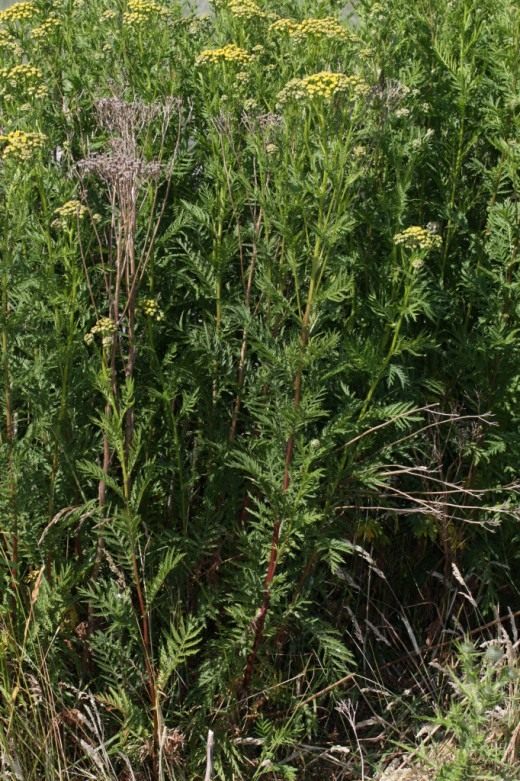 Пижма обыкновенная (Common Tansy, Bitter Buttons, Cow Bitter, Mugwort, or Golden Buttons)