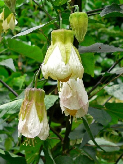 Канатник, или Абутилон (Abutilon)