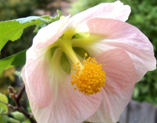 Канатник, или Абутилон (Abutilon)