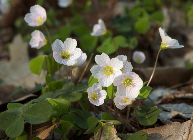 Кислица обыкновенная (Oxalis acetosella)