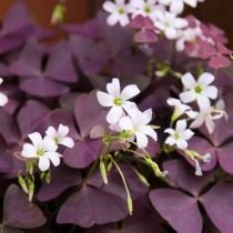 Кислица треугольная (Oxalis triangularis)