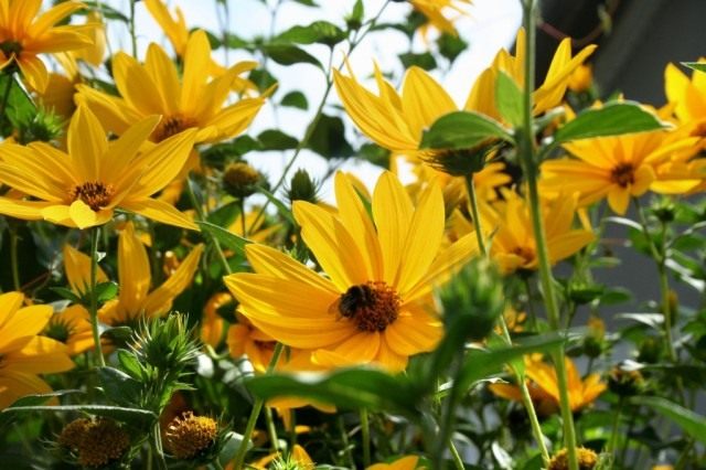 Гелиопсис подсолнечниковидный (Heliopsis helianthoides)