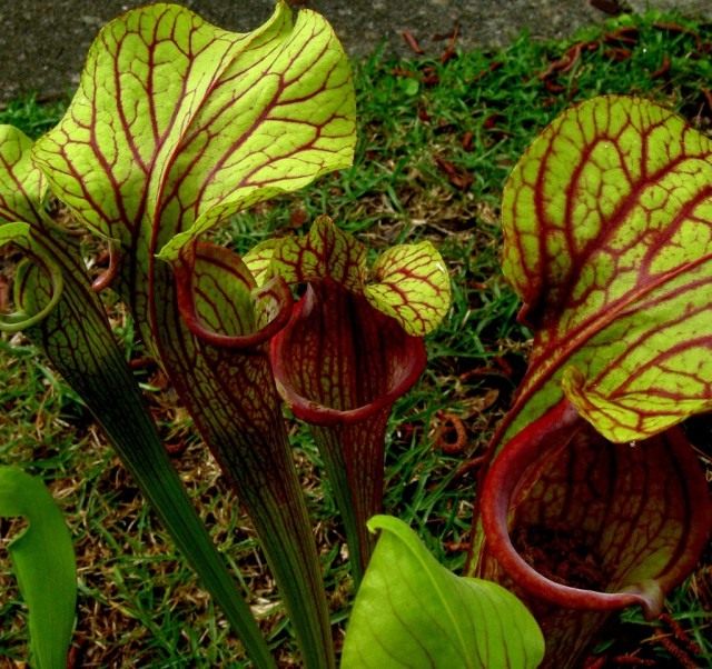 Гибрид Sarracenia oreophila x Sarracenia moorei