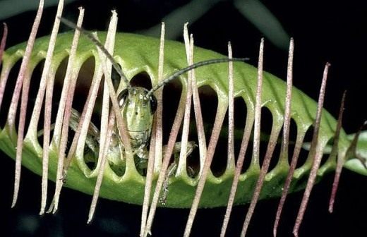 Кузнечик пойманный Венериной мухоловкой (Grasshopper caught Venus flytrap)