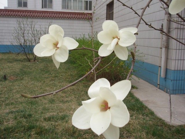 Магнолия голая (Magnolia denudata)