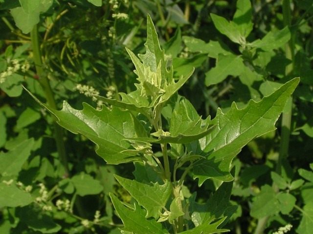 Марь многолистная, Жминда (Chenopodium foliosum). Другие названия: жминда обыкновенная; земляничный шпинат; шпинат-малина; шпинат многолистный