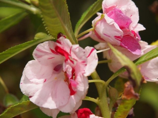 Недотрога бальзаминовая, или Бальзамин садовый (Impatiens balsamina)