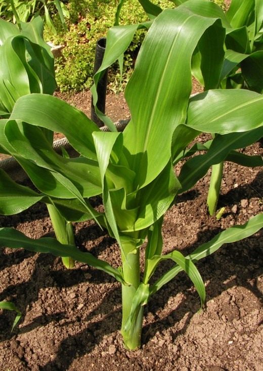 Кукуруза сахарная, также маис (Zea mays)