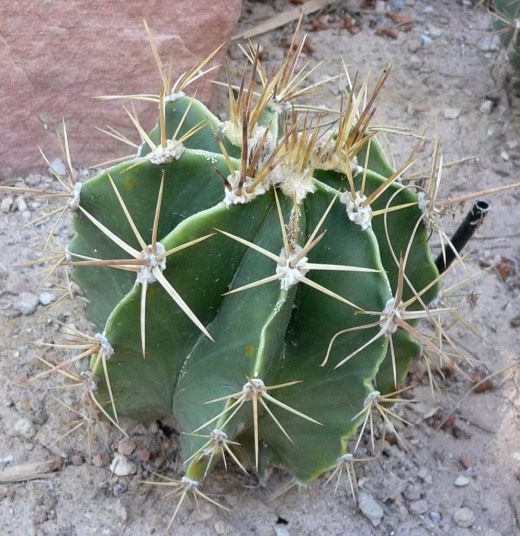 Астрофитум (Astrophytum)