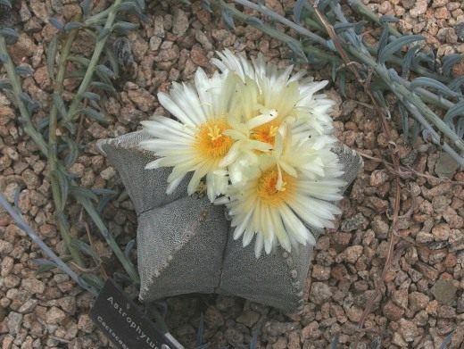 Астрофитум (Astrophytum)