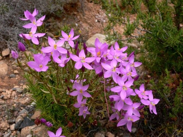 Золототысячник четырёхлистный (Centaurium quadrifolium)