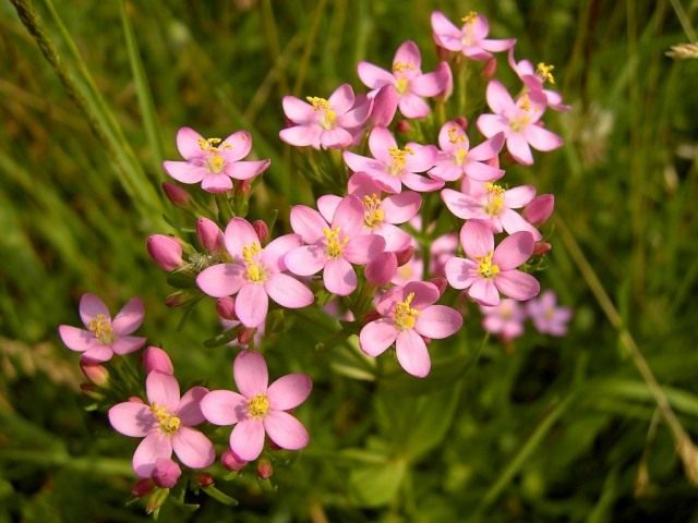 Золототысячник обыкновенный (Centaurium erythraea). Синонимы: золототысячник малый, золототысячник зонтичный.