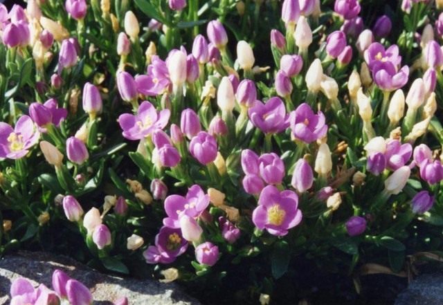 Золототысячник пролесковидный (Centaurium scilloides)