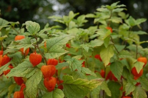 Физалис (Physalis)