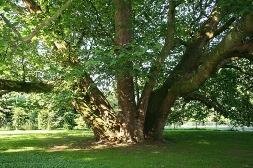 Платан (Platanus)