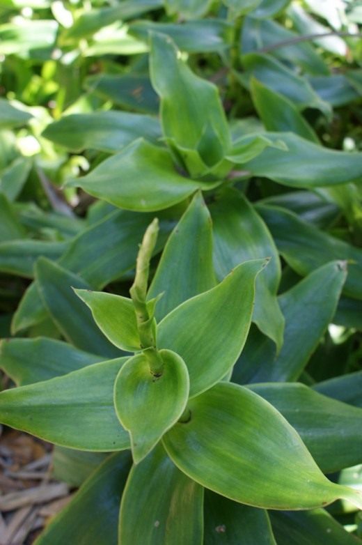 Каллизия душистая, или Золотой ус (Callisia fragrans)