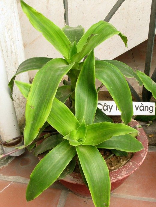 Каллизия душистая, или Золотой ус (Callisia fragrans)