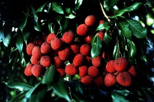 Личи (Lychee)