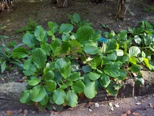 Бадан (Bergenia)