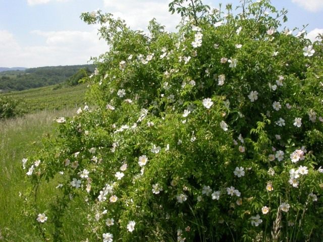 Шиповник собачий, или Роза собачья, или Роза канина (Rosa canina)