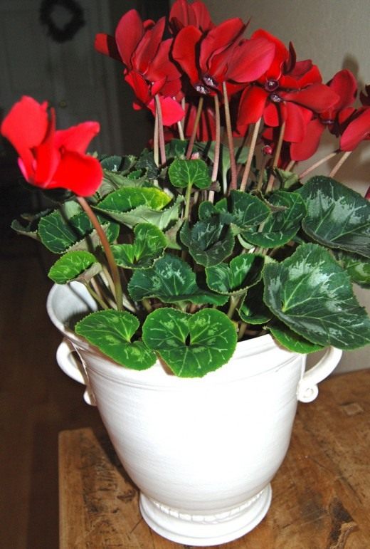 Цикламен (Cyclamen)