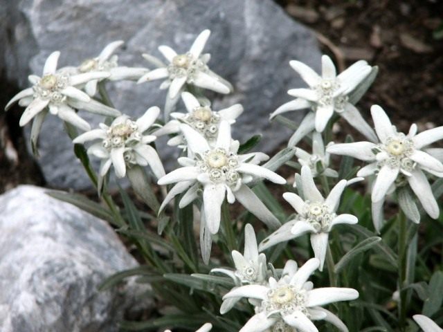 Эдельвейс альпийский (Leontopodium alpinum)