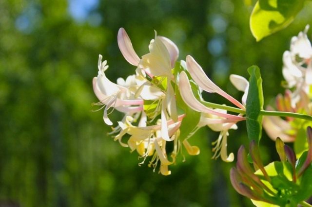 Каприфоль, или Жимолость каприфоль (Lonicera caprifolium)